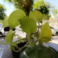 باریستا پاره وقت