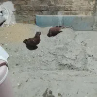 فروشی|پرنده|خرمشهر, |دیوار