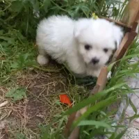 سگ شیتزو وایت