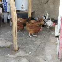 مرغ و خروس|حیوانات مزرعه|اصفهان, خوراسگان|دیوار