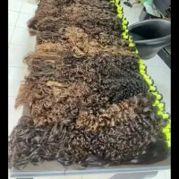 خریدار مو|خدمات آرایشگری و زیبایی|محلات, |دیوار