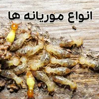 شرکت سمپاشی/موریانه زدایی/سم پاشی ساس سوسک موش|خدمات نظافت|اهواز, کوی مهدیس|دیوار