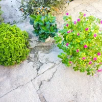 فروش گل|گل و گیاه طبیعی|قلقل رود, |دیوار