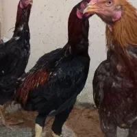 خروس لاری جوان