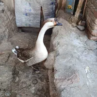 قوغاز نرمحلی کاملا سالم و سرحال ۳۵۰۰