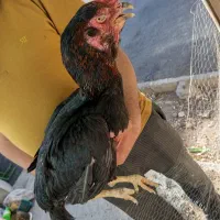 مرغ لاری