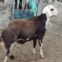 بره قوچ های پلنگی
