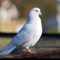 گمشده