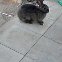 سلام خرگوش نر فروشی|موش و خرگوش|رفسنجان, |دیوار