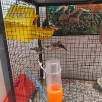 فنچ  مولد کینگ معاوضه با عروس هلندی