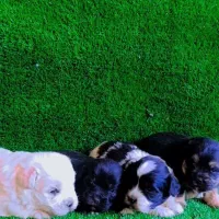 واگذاری شیتزو سوپر تریر مینیاتوری وارداتی|سگ|تبریز, |دیوار