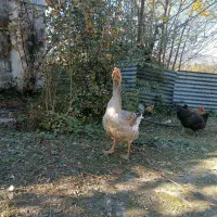 فروش غاز نر|حیوانات مزرعه|کلاردشت, |دیوار