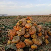 چغندر دامی  تحویل درب دامداری