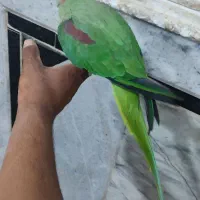 شاه طوطی نر|پرنده|ایرانشهر, |دیوار
