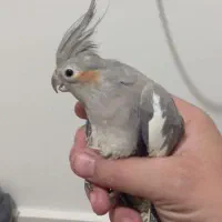 عروس هلندی یه جفت