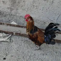 مرغ خروس|حیوانات مزرعه|پاکدشت, پاکدشت (مامازند)|دیوار