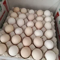فروش تخم مرغ بومی