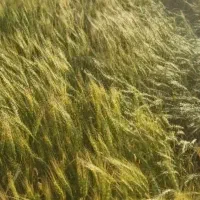 گندم اصلاح شده