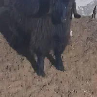 بزکهره دار ومیش بره دار وبزخشک|حیوانات مزرعه|مرودشت, ده بید|دیوار