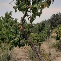 فروش باغ ۸۰۰متر و۴۰۰متر ویلا باباسلمان باغستان قدس|فروش زمین و ملک کلنگی|قدس, شهرک صنعتی زاگرس|دیوار
