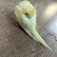 عروس هلندی گم شده