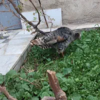 بوقلمون ماده