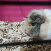 خوکچه هندی|موش و خرگوش|کرمان, |دیوار