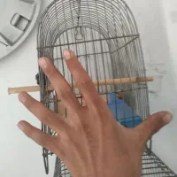 قفس سهره|لوازم جانبی حیوانات|بروجرد, |دیوار