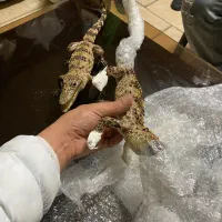 یک جفت ماکت کروکودیل