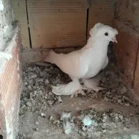 قوش زیلی. کود  پرنده