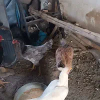 مرغ و خروس لاری|حیوانات مزرعه|کاشان, شهرک صنعتی امیرکبیر ۲|دیوار