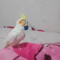 عروس هلندی ماده