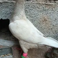 کفتر کبوتر ماده مصری عتیقه