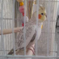 عروس هلندی اماده اماده دستی