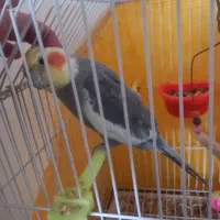 عروس هلندی نر|پرنده|کوچصفهان, |دیوار