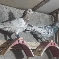 سه تا نر سرور گردن کلفت پا بلند خوشکل بشرط پرش