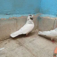 کفتر شمرونی سرو کله دار اخمو|پرنده|تهران, تهرانسر شرقی|دیوار