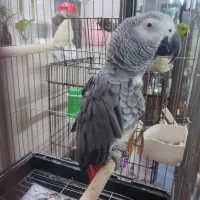 کاسکو|پرنده|شیراز, شریف‌آباد|دیوار