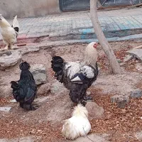 خروس|حیوانات مزرعه|پاریز, |دیوار