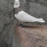 جفت طوقی کرمانشاهی بدون نقص