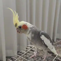 عروس هلندی نر