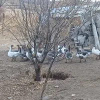 فروش قاز|حیوانات مزرعه|سنندج, |دیوار