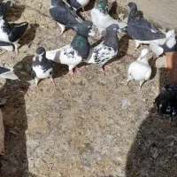 چند عدد کبوتر رنگی