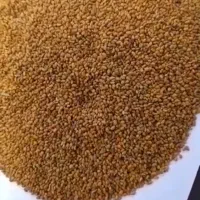 شرکت نگین بذر جام بذر یونجه لیزری شده