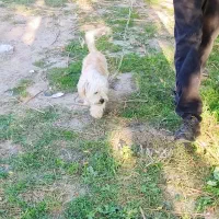 سگ زیبا عال.یی|سگ|گرگان, |دیوار