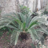 سیکاس ۴ساله