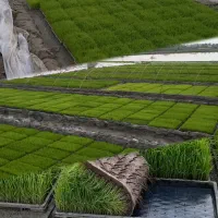 توم هاشمی درجه یک اصلاح شده