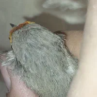 سهره نر|پرنده|ابریشم, |دیوار