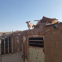 پا کوتاه