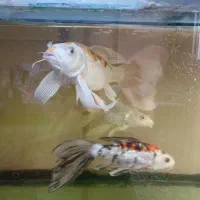 ماهی کوی|ماهی|مشهد, شهرآرا|دیوار